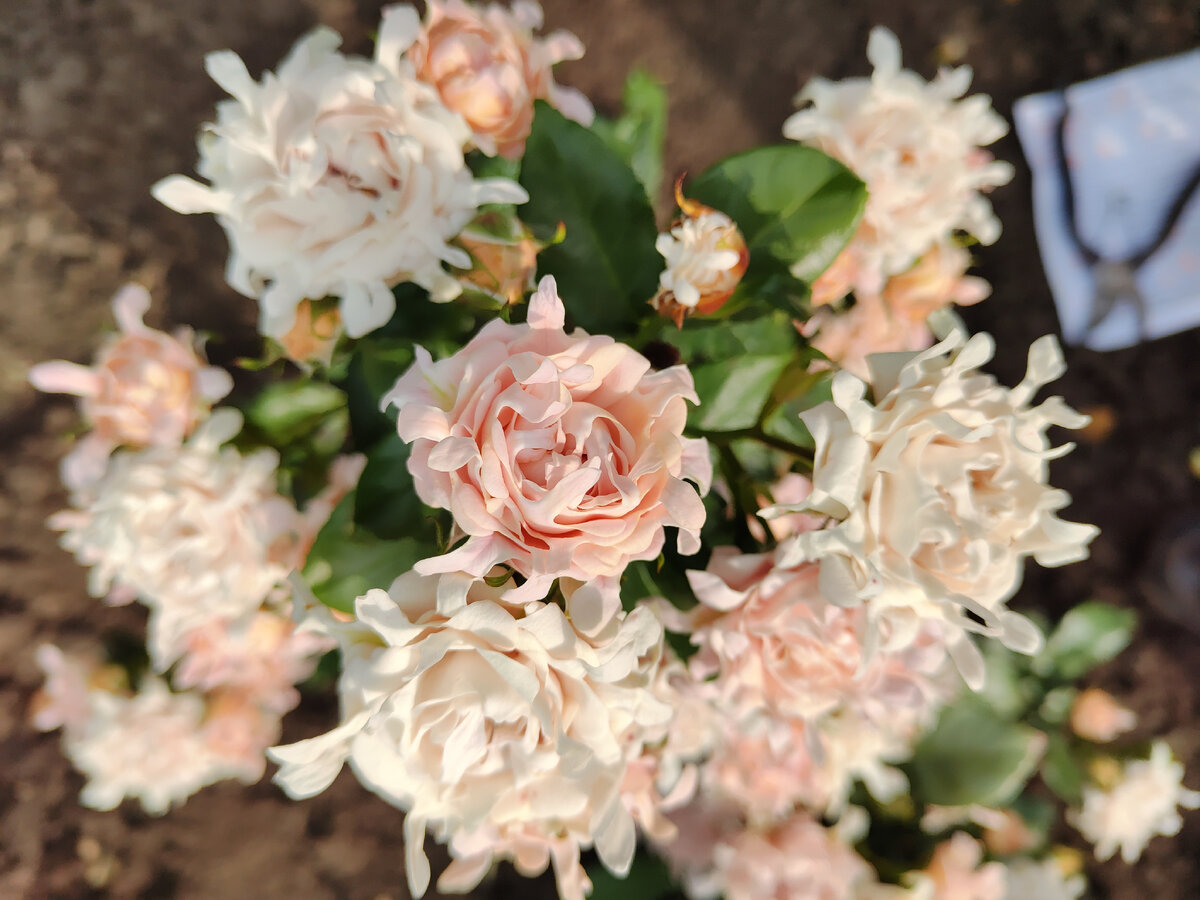 Свит Раффлз 