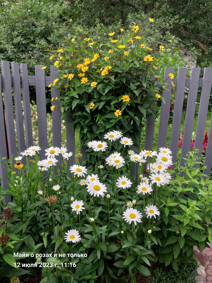 Сверху гелиопсис Саммер Найтс 