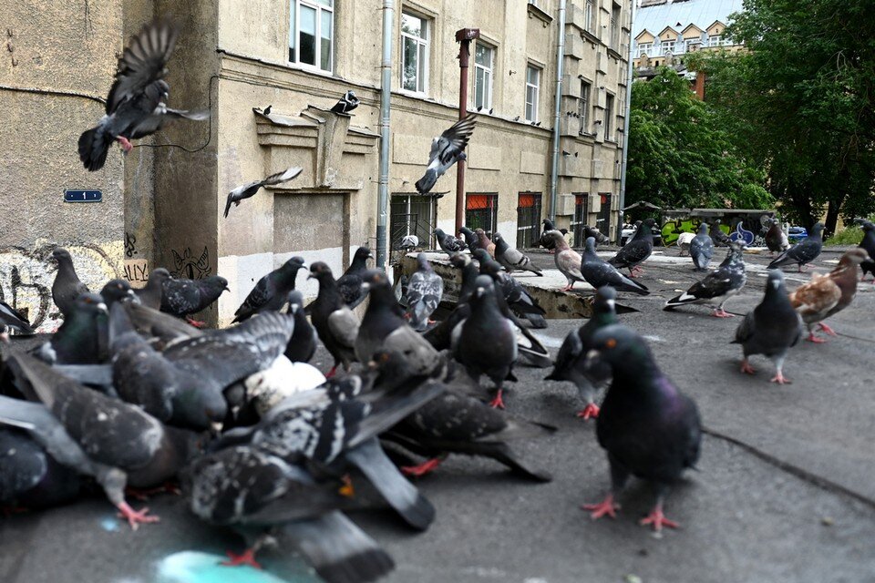    В Петербурге могут появиться специальные зоны для кормления голубей. Юлия ПЫХАЛОВА