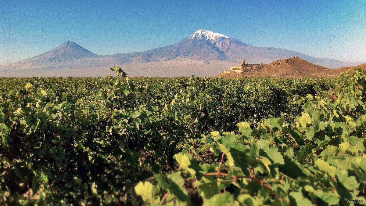 В качестве сырья для производства армянских коньяков преимущественно используются автохтонные сорта винограда из Араратской долины. Источник фото: https://vsegda-pomnim.com/