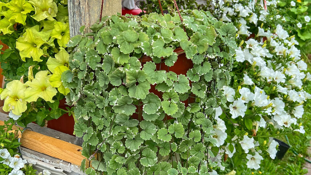 Dichondra repens cuidados