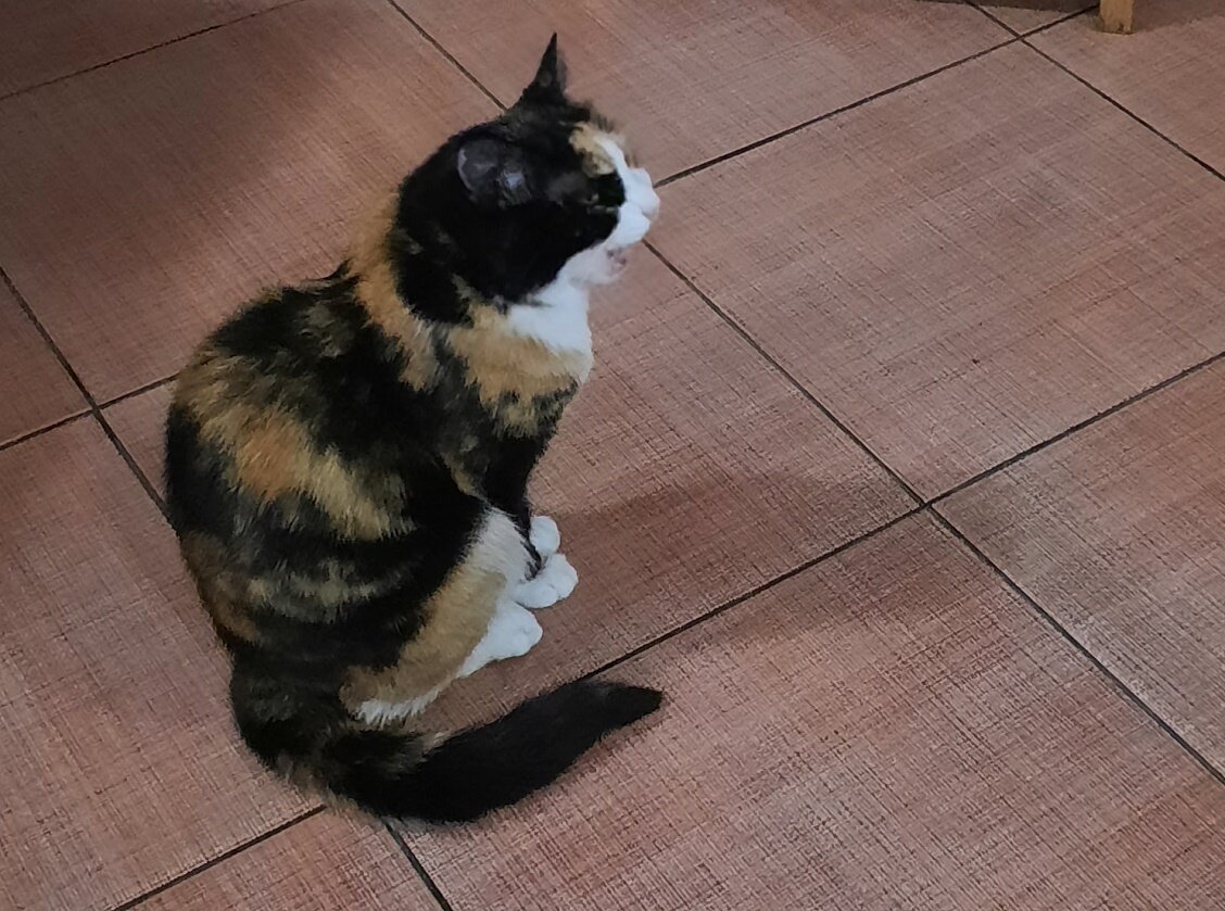 это не кот, а кошка, но очень уж симпатичная:) фото автора