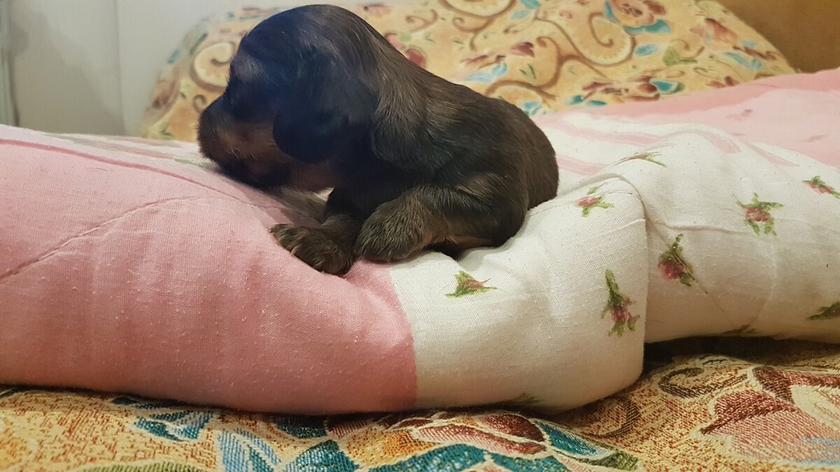 Вот таким почти был маленький Алексёныш, когда попал в нашу семью. Ставим ему лайки и подписываемся на мой канал!