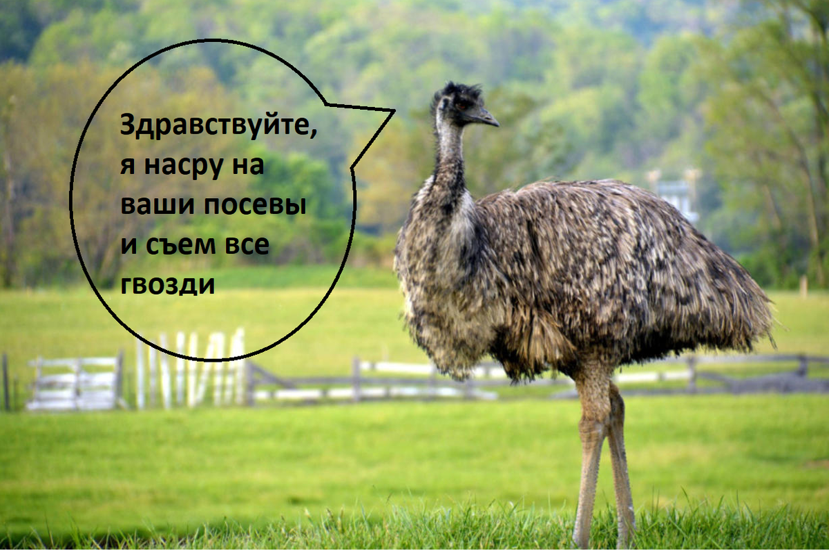 Да, для тех кто не знал, желудок эму запросто может переварить металл