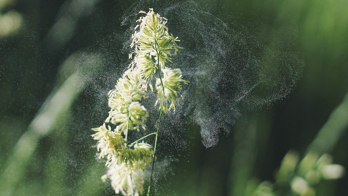 Наступившая весна принесла не только радость, но и огорчения для людей, страдающих аллергией на пыльцу (которую часто называют поллинозом или сенной лихорадкой).