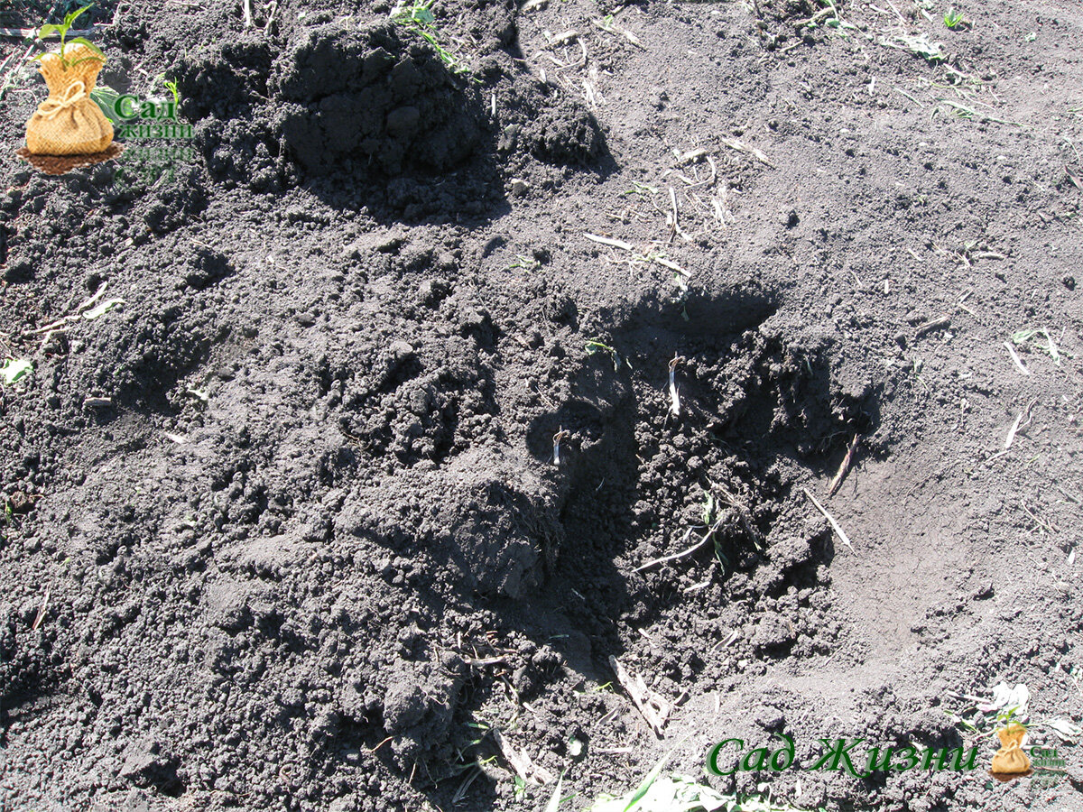 Высадка рассады капусты