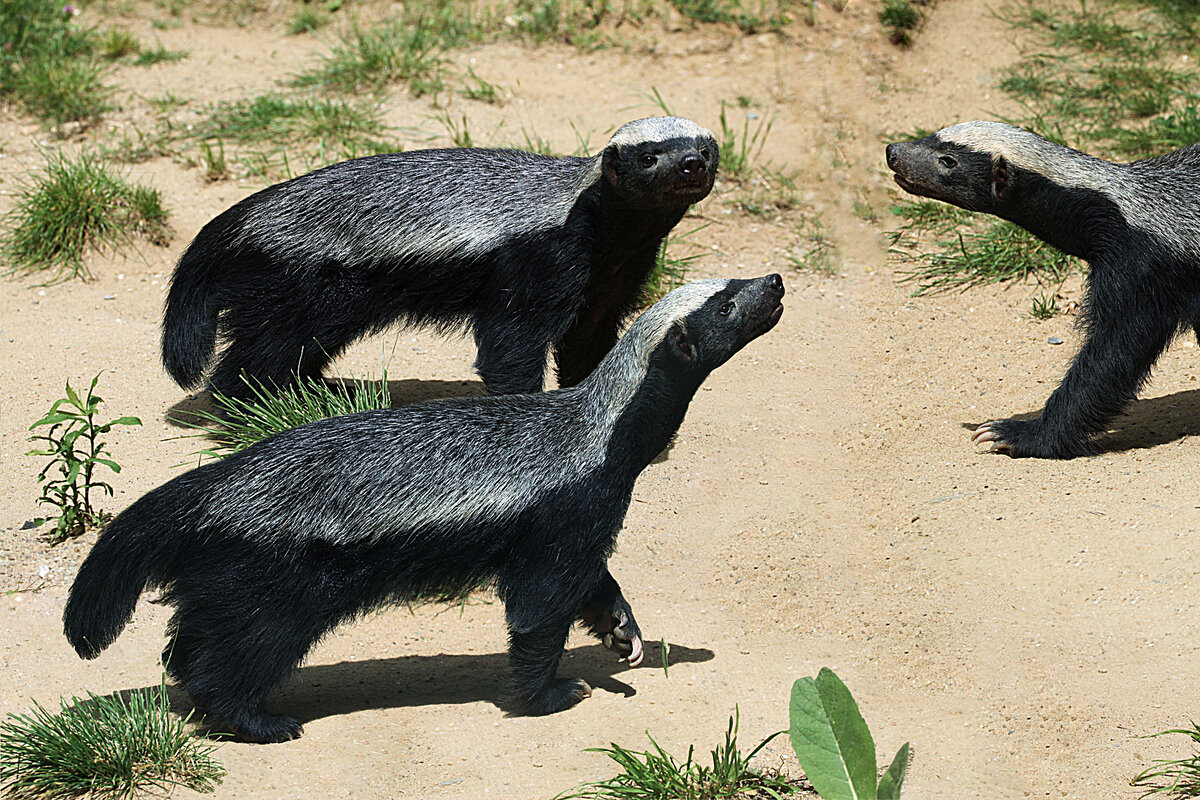 Медоед против росомахи. Гибрид медведя и росомахи. Медоед и росомаха. Медоед и росомаха. Тасманийский дьявол барсук.