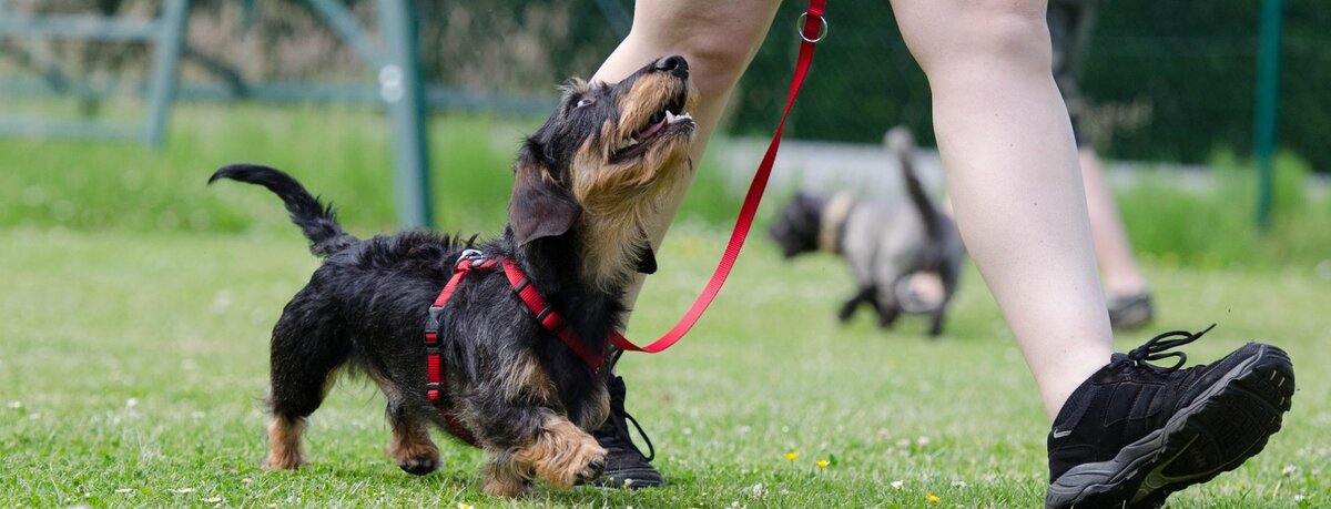 Фото из интернета.