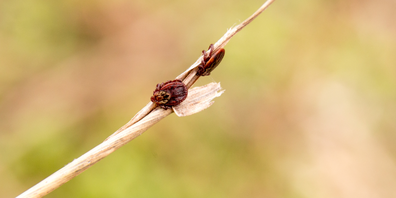 Клещей на траве заметить очень трудно, особенно если это 1-2 особи