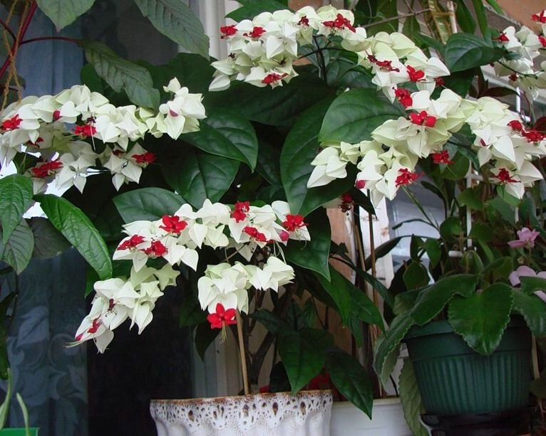 Клеродендрум в горшке