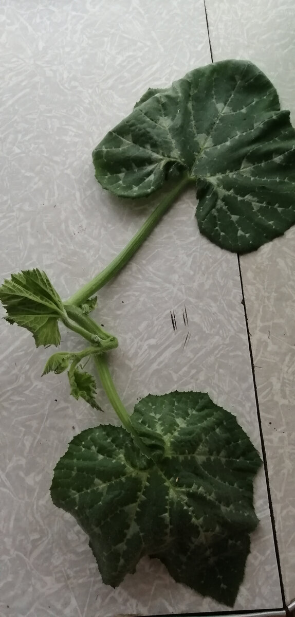 Тыква Сладкая ромашка 