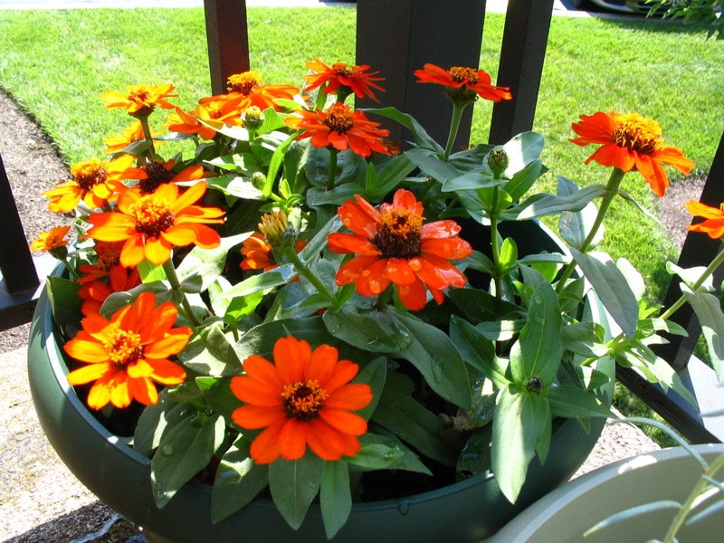 цинния узколистная 