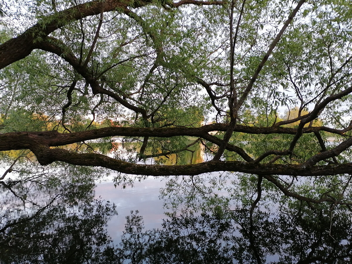 Ольгин пруд вечером