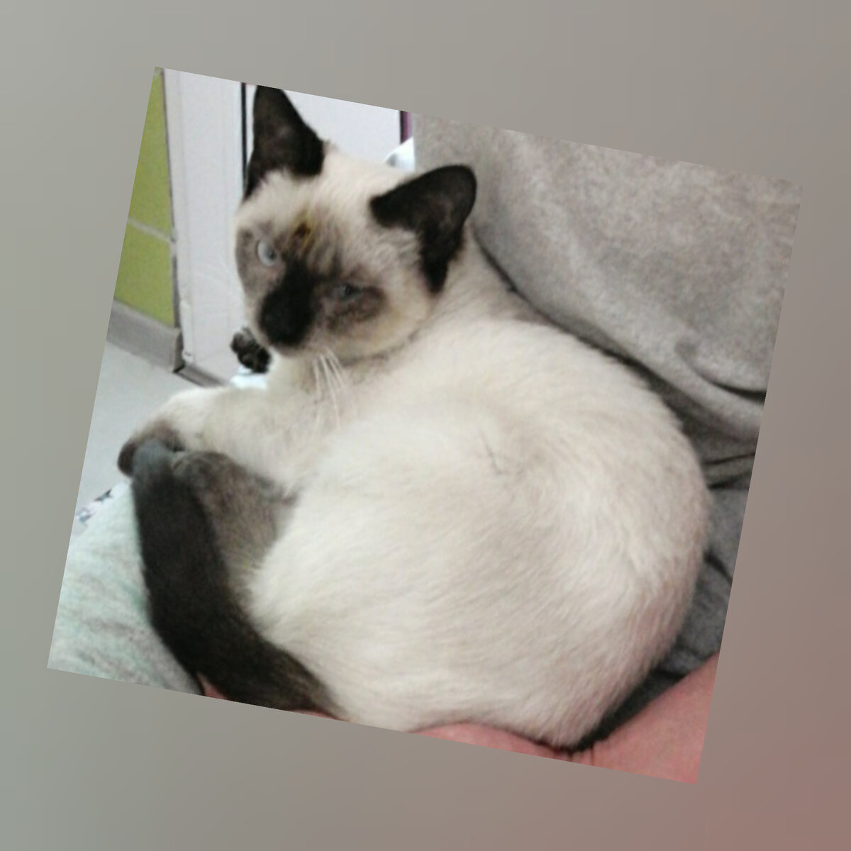 Сейчас кот счастлив на руках у хозяина 