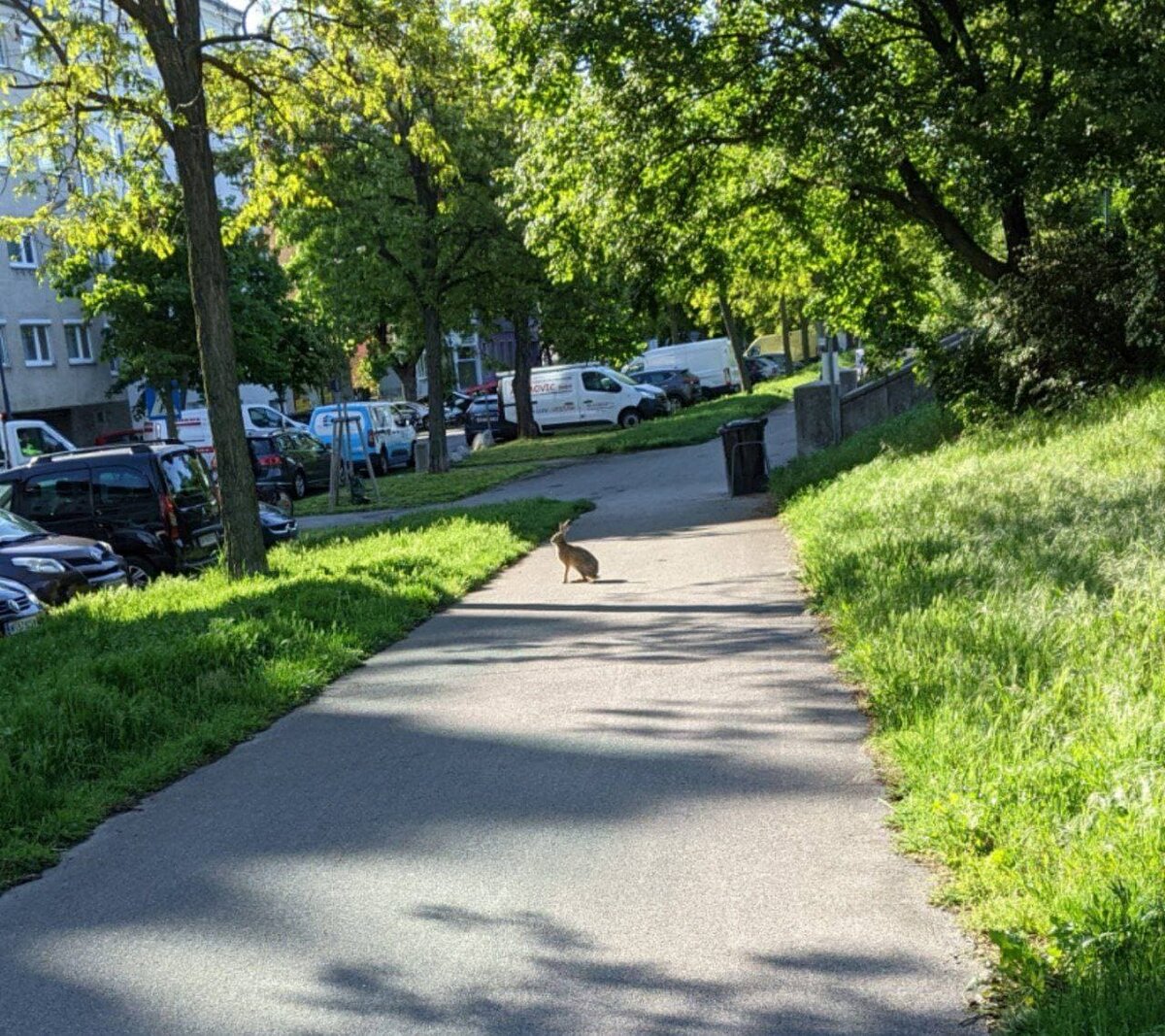 Кролик почти во дворе дома - ничего необычного 