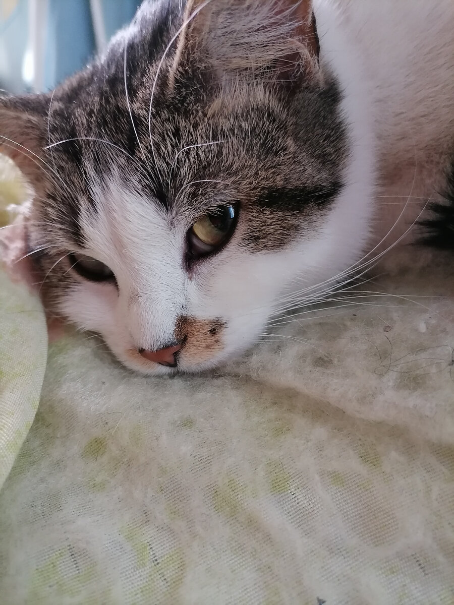 Изображение с Яндекс. Картинки