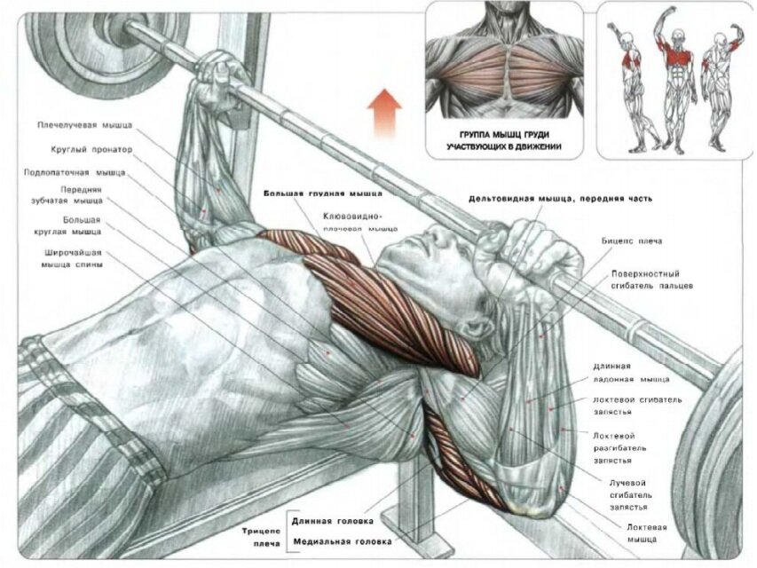 Какие мышцы выглядят привлекательнее всего Лучшие мышцы для успеха в спорте и эстетике