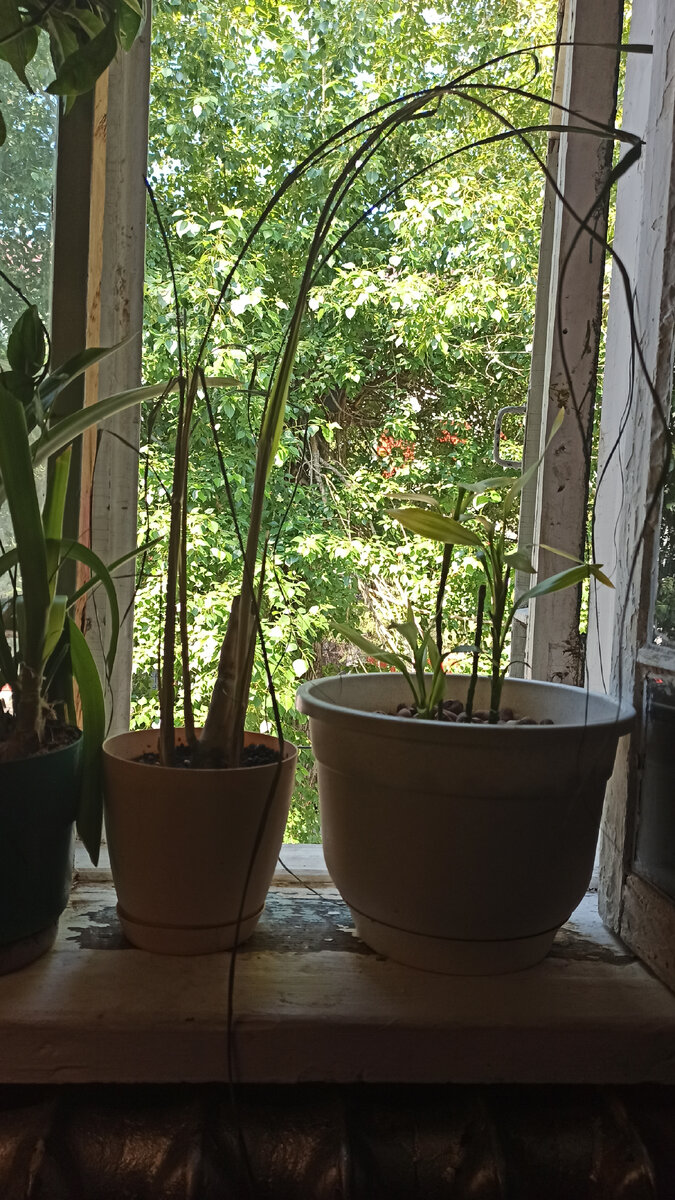 Если что, то это бамбук рядом с ним :) 