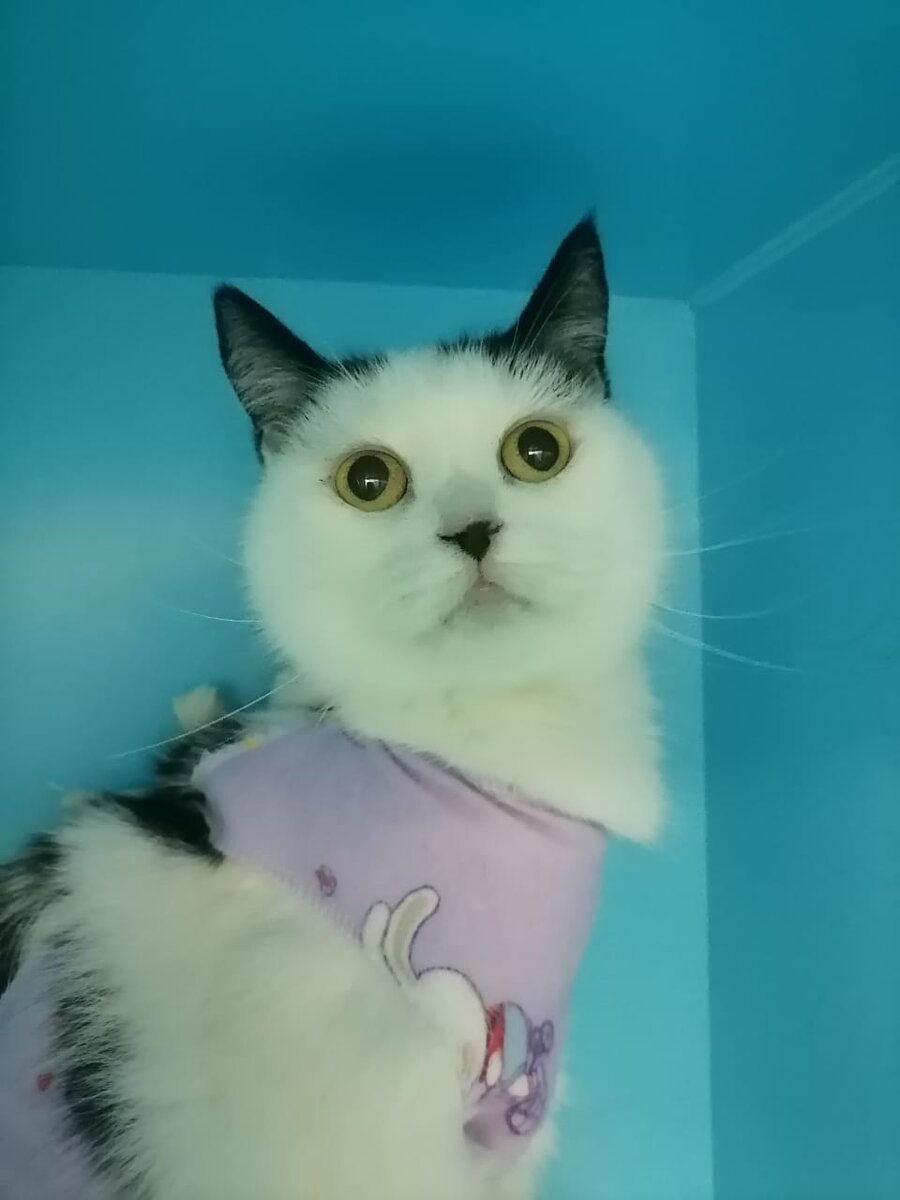 Бакса наша красавица, да ещё и артистка к тому же!