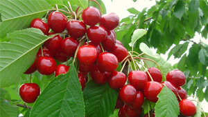 Черешня – это сладкая и ароматная ягода, которая одной из первых появляется в саду, когда организму так нужны витамины после продолжительной зимы. Ее любят практически все взрослые и дети. Любовь эта вполне объяснима, так как черешня содержит все необходимые витамины, минеральные вещества и при этом она малокалорийна. Садоводам хочется, чтобы на участке росли сорта разной степени спелости. Это позволит наслаждаться спелой черешней большую часть летнего сезона. Для этого нужно высаживать разные сорта черешни, адаптированные для конкретного региона. Черешня Саммит – один из желаемых сортов на любом дачном участке.