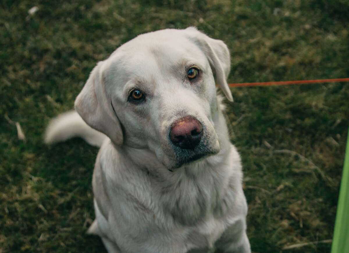 Фото автора Daniel Eliashevsky: Pexels