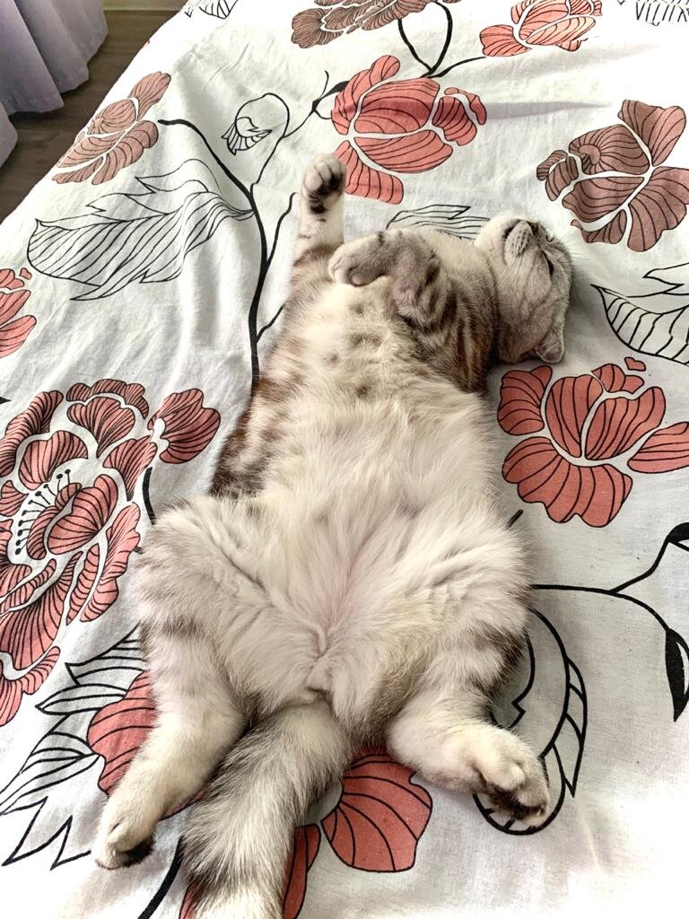 Зая морально готовиться сдавать кровь