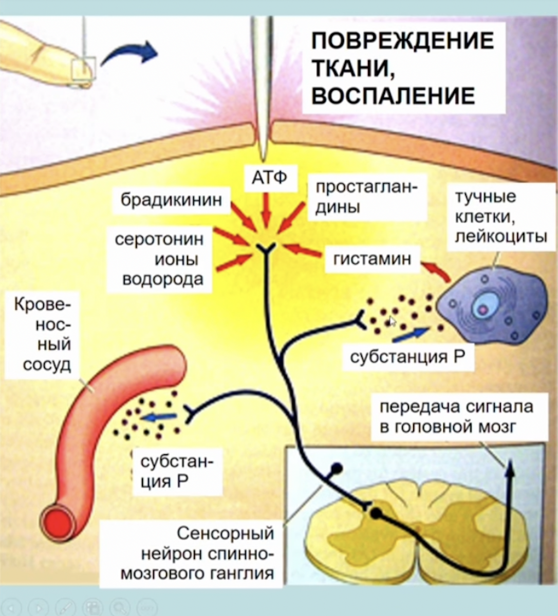 Рис.1 Как видим, болевые ощущения могут вызвать очень многие вещества (красные стрелки). 