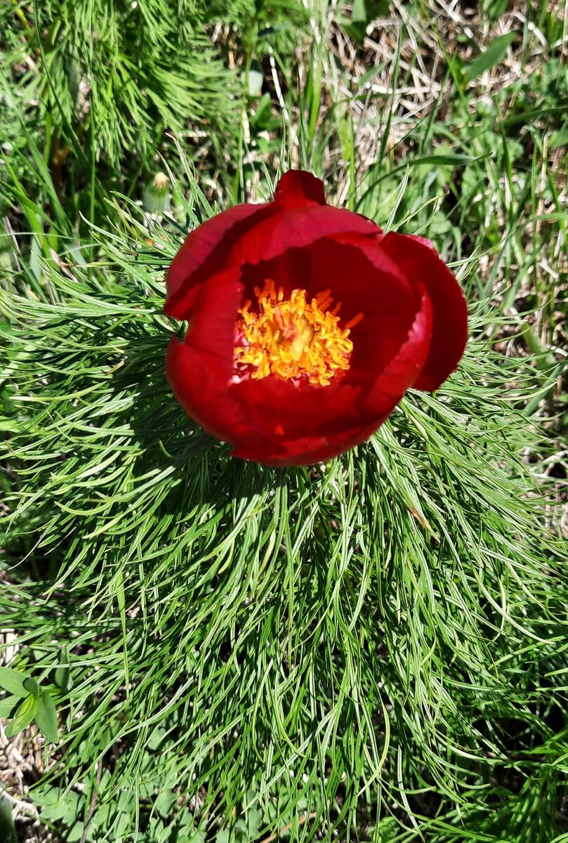 Красный лазорик