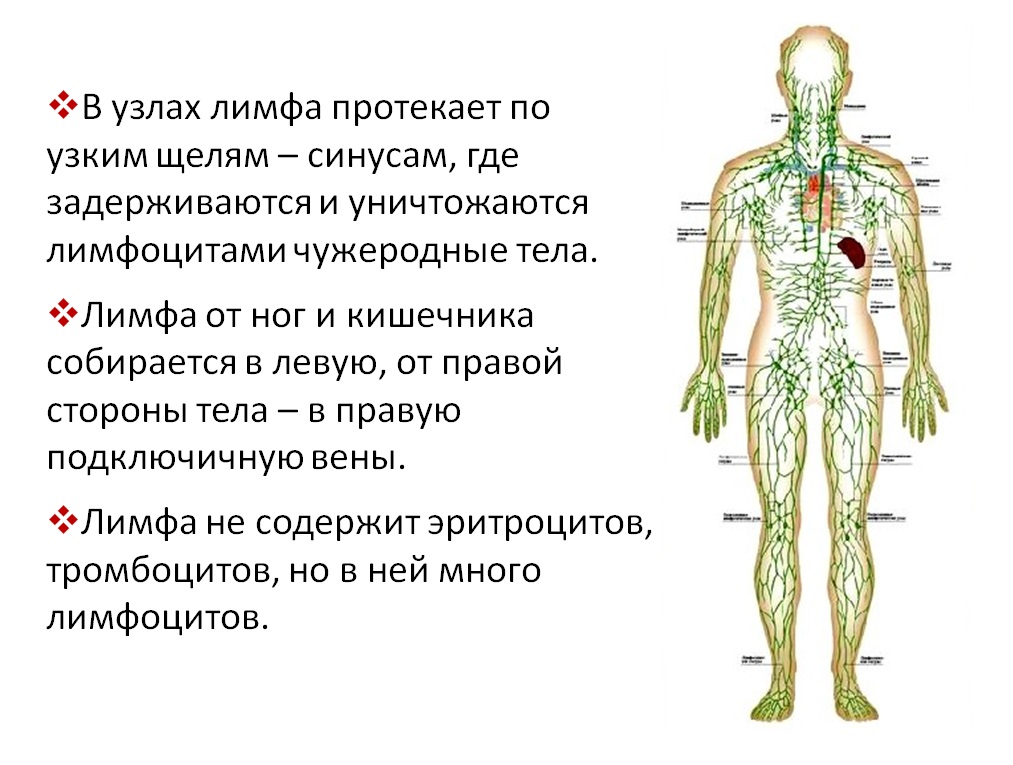 Лимфатическая система человека схема узлов