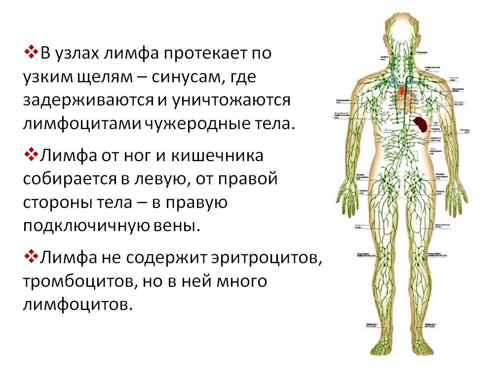 Где проходит лимфа у человека картинки