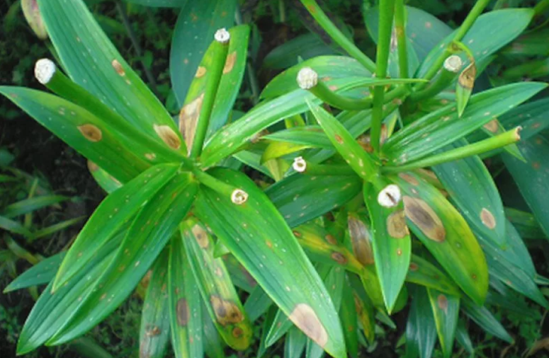 Серая гниль лилий. Фото используется с сайта sadurala.com