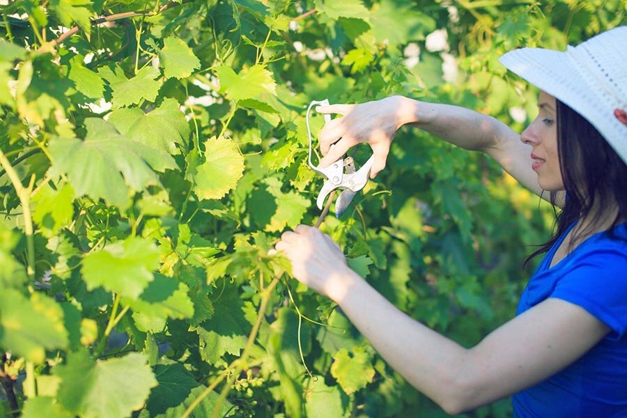 Для чего нужно производить обрезку винограда?
