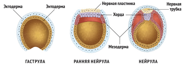 Однослойный зародыш называется что это такое и как он формируется