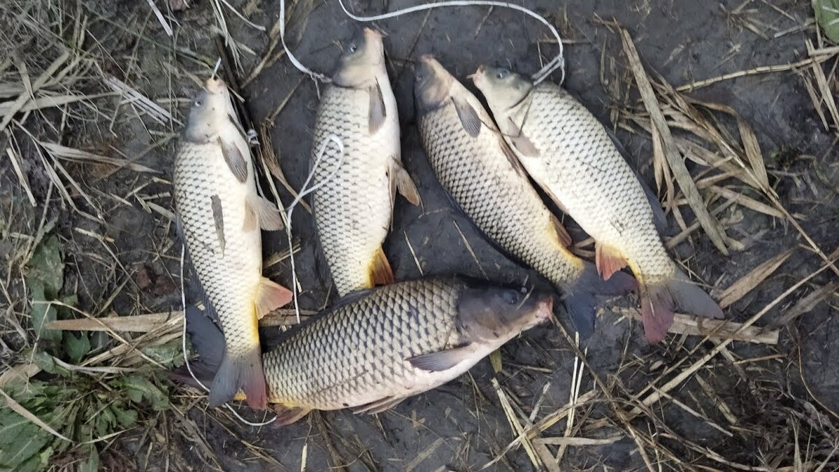 Фото с сайта: https://i.ytimg.com/vi/QHT9d69_XmQ/maxresdefault.jpg