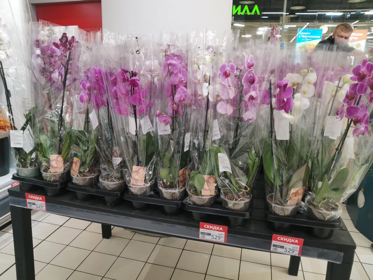 Но мне это тоже не интересно. Не люблю орхидеи - они мне напоминают гусениц, которые встали на хвост. 