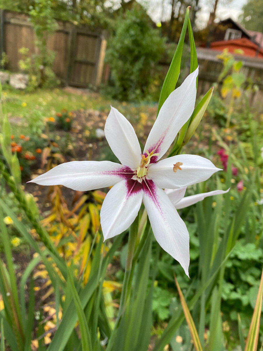 Ацидантера 2022