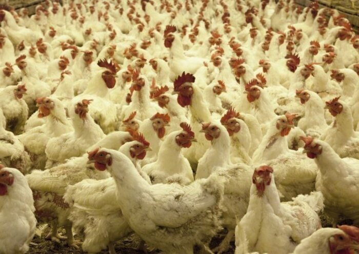 Фото: pxhere.com. По динамике производства птицы и свинины ДФО показал лучший результат в стране