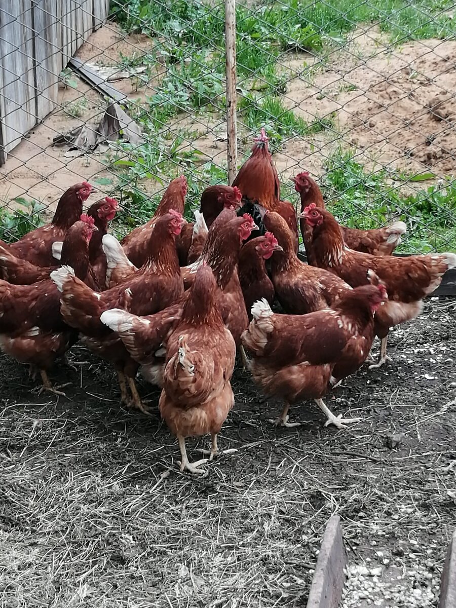 Наши курочки с Петей