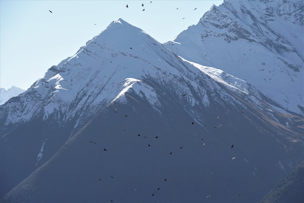 птицы чего-то или кого-то хотят. Фото: А Ковалева