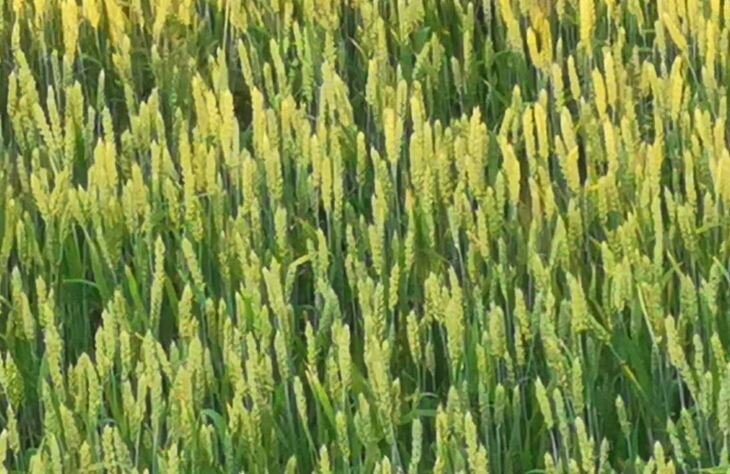    О растущей угрозе микотоксинов в европейской пшенице сообщили ученые