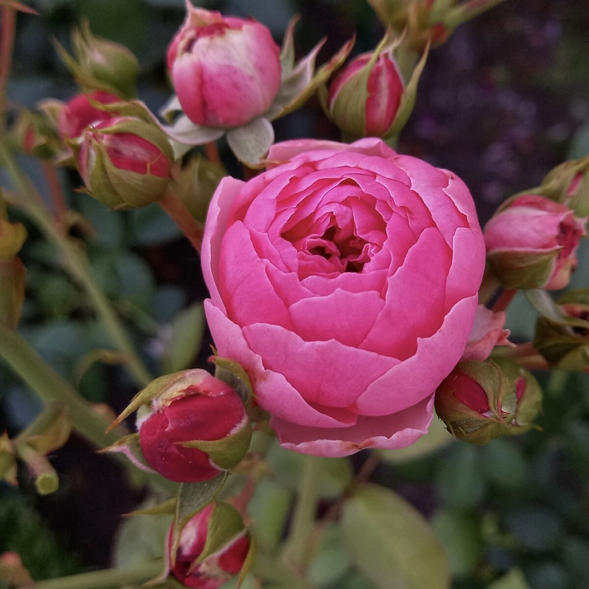 Флорибунда Pomponella.