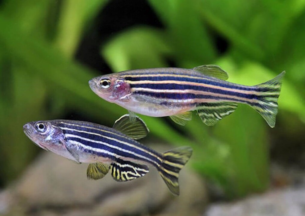 Данио ронио. Находится на сайте moreryb.com