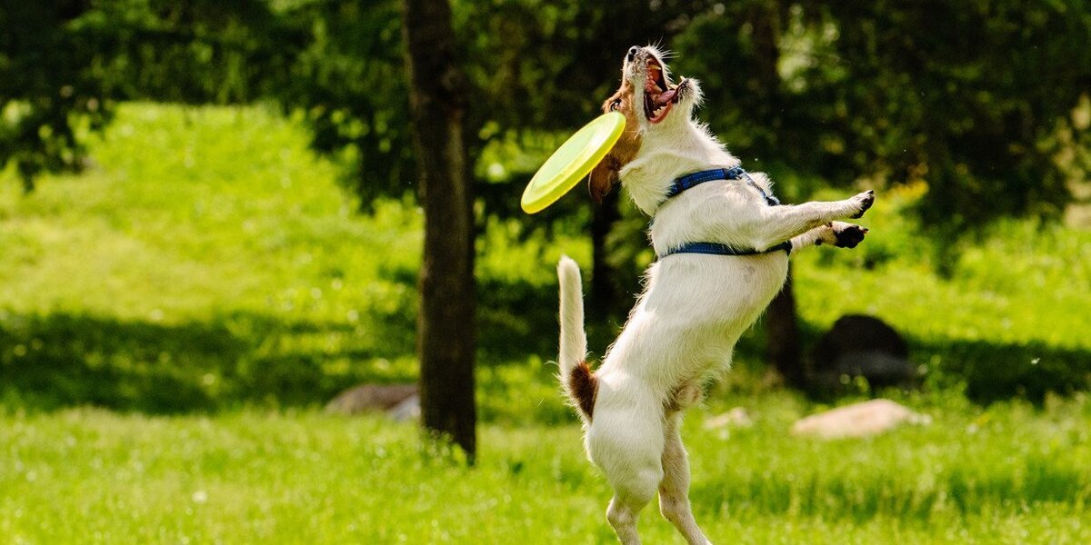 веселые собаки