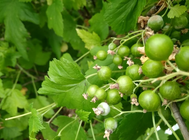 Нижние ягодки в этой грозди смородины-в мучнистой росе 
