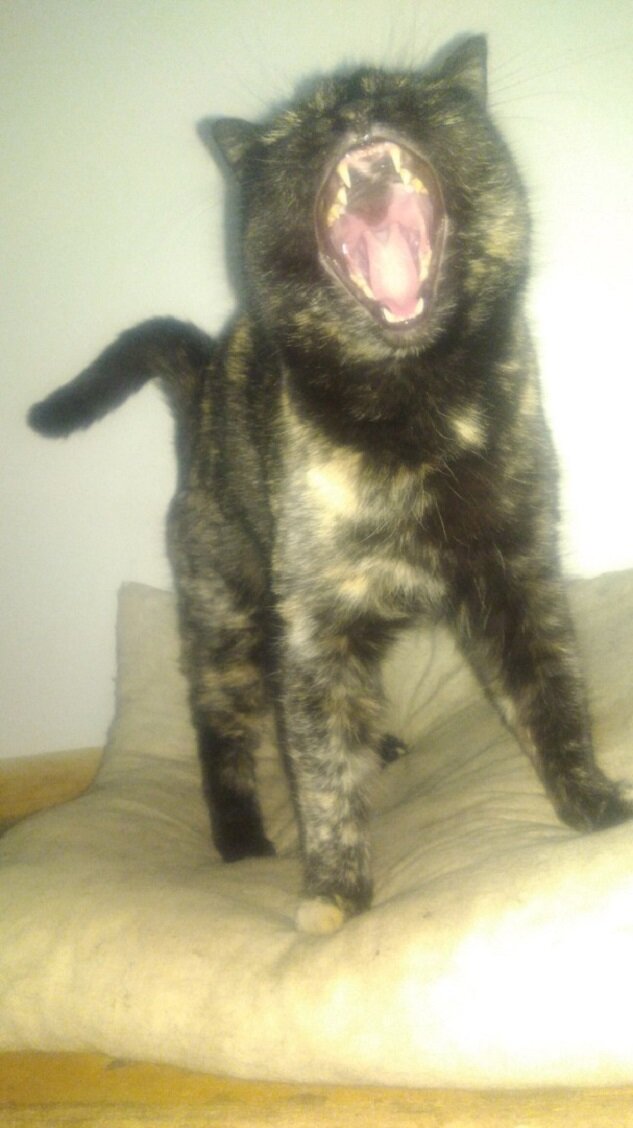 это не котенок, а наша кошка, Мадама, но очень уж по выражению похожа:) 
