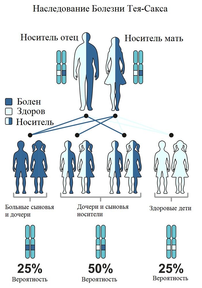 Рисунок. 1. Наследование болезни Тея-Сакса. 