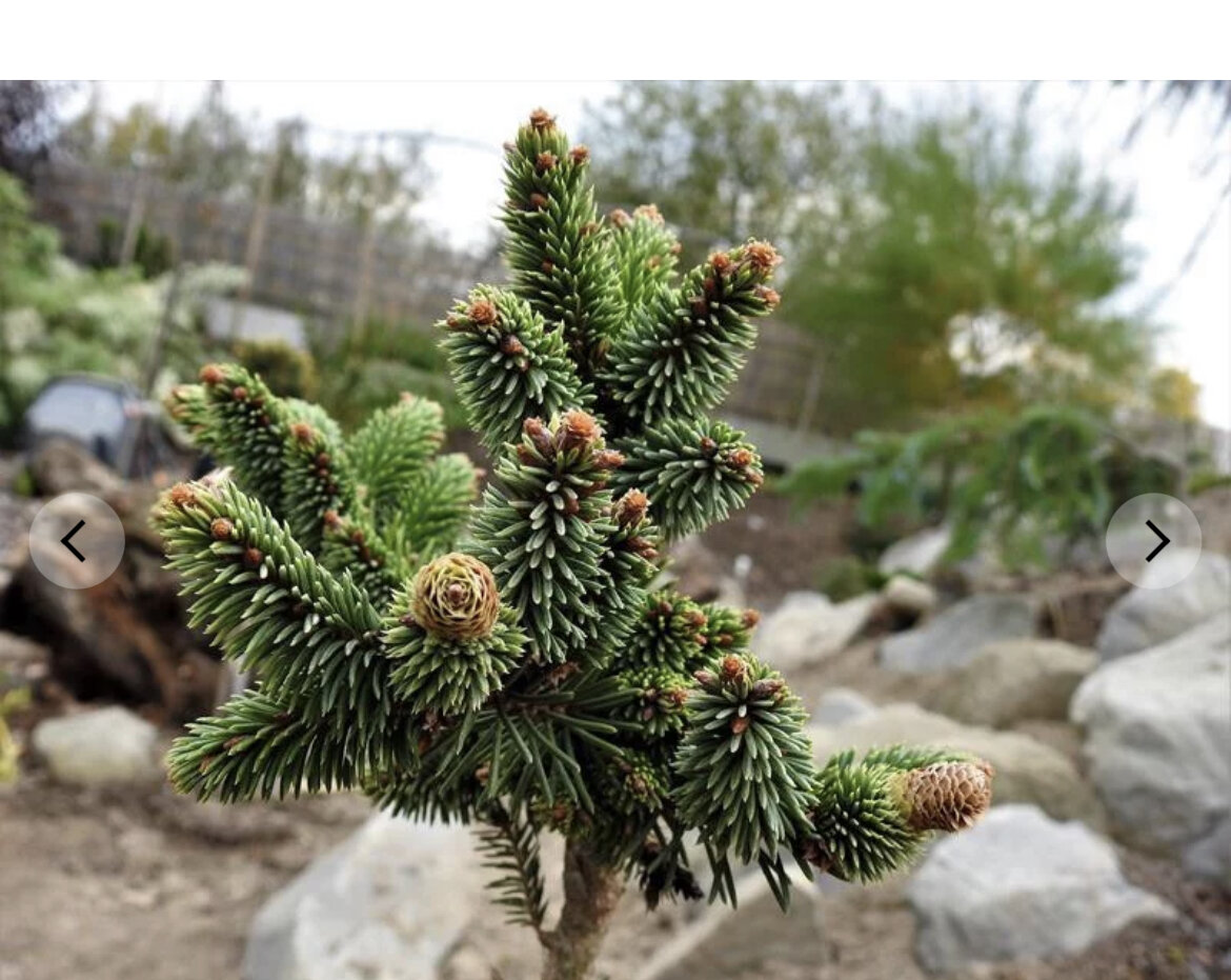 Picea Abies Red Devil