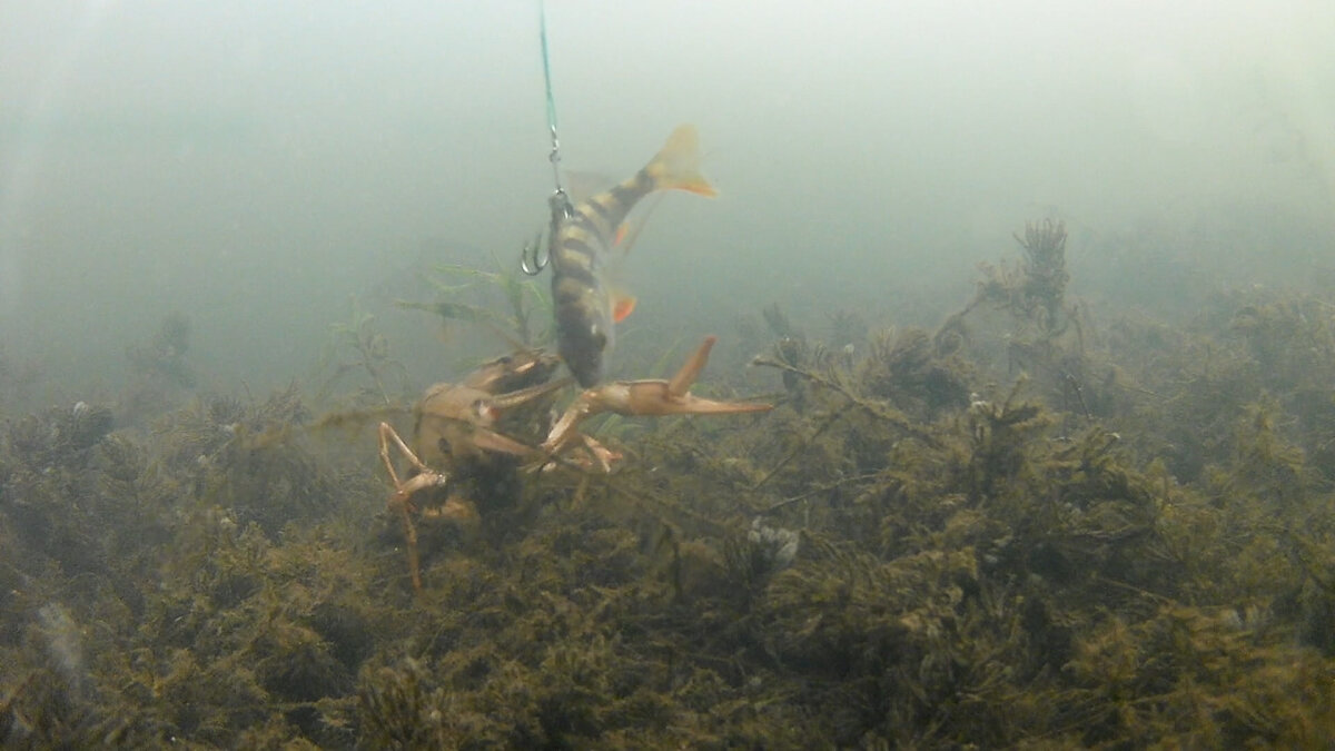 Рак решил перекусить!