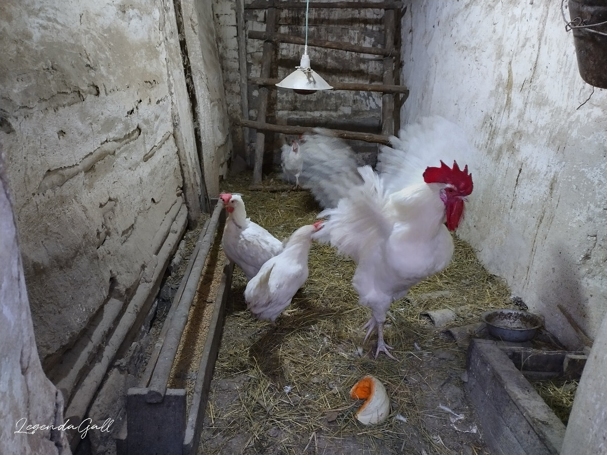 Просто куры с ангельскими крыльями ))