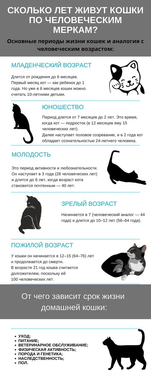    Графическая схема с основными периодами жизни кошек:NUR.KZ